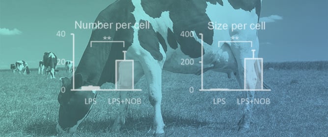 Nobiletin Regulates Lysosome Function in Bovine Endometrial Epithelial Cells