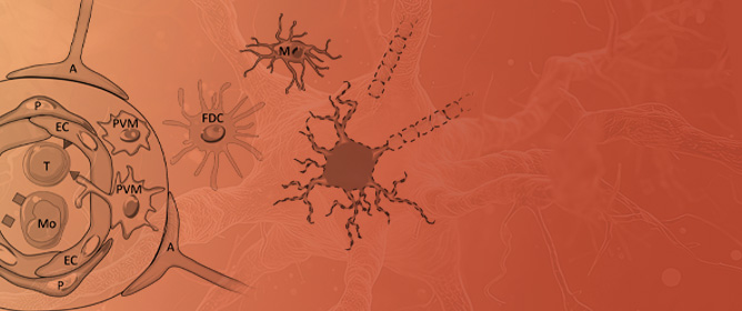 Multiple Sclerosis: Immune Cells, Histopathology, and Therapeutics