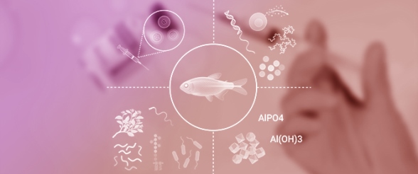 Adjuvants in Fish Vaccines: Nanoparticle Innovations &amp; Welfare Perspectives