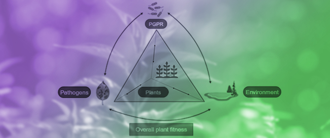 Utilizing Plant Growth-Promoting Rhizobacteria (PGPR) to Advance Sustainable Agriculture