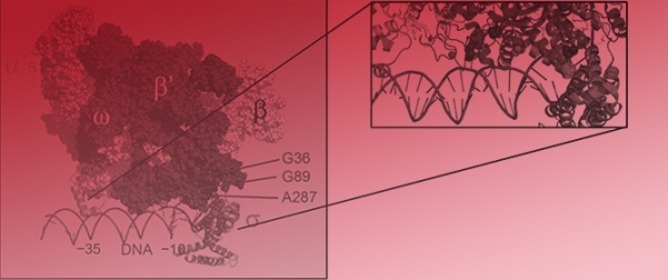 The Transcriptional Program of <em>Staphylococcus aureus</em> Phage K Is Affected by a Host <em>rpoC</em> Mutation That Confers Phage K Resistance