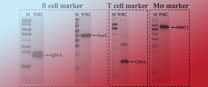 Peripheral B Lymphocyte Serves as a Reservoir for the Persistently Covert Infection of Mandarin Fish <em>Siniperca chuatsi</em> Ranavirus