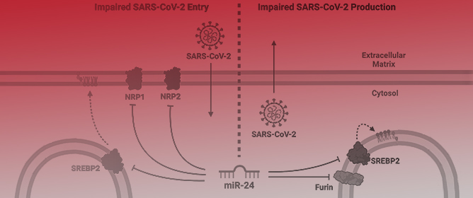 miR-24-3p Is Antiviral Against SARS-CoV-2 by Downregulating Critical Host Entry Factors