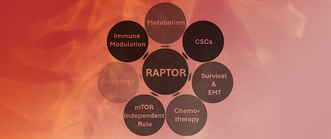 Regulatory-Associated Protein of mTOR-Mediated Signaling: A Nexus Between Tumorigenesis and Disease