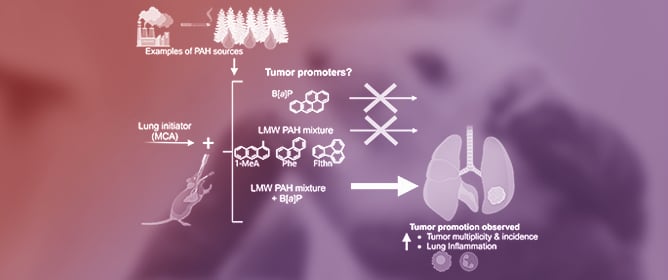 Non-Genotoxic and Environmentally Relevant Lower Molecular Weight Polycyclic Aromatic Hydrocarbons Significantly Increase Tumorigenicity of Benzo[<em>a</em>]pyrene in a Lung Two-Stage Mouse Model