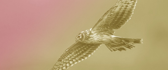 Habitat Use of the Hen Harrier (<em>Circus cyaneus</em>) during the Breeding Season in Spain