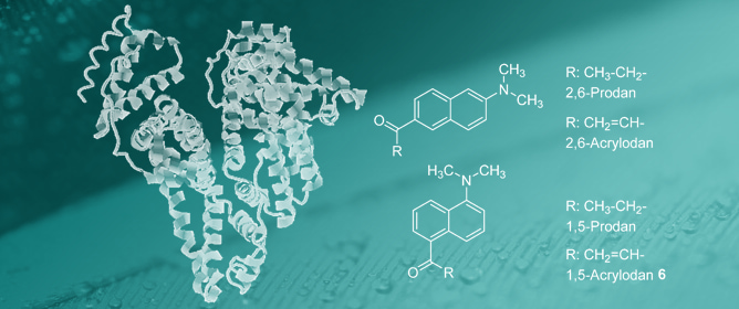 1,5-Acrylodan: A Fluorescent Bioconjugate Sensor of Protic Environments