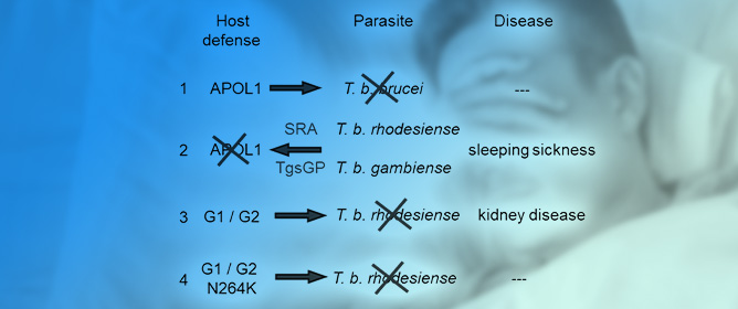 Apolipoprotein-L1 (APOL1): From Sleeping Sickness to Kidney Disease