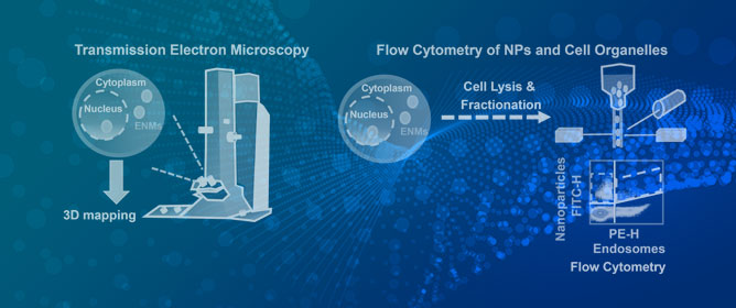 Mechanisms and Assessment of Genotoxicity of Metallic Engineered Nanomaterials in the Human Environment