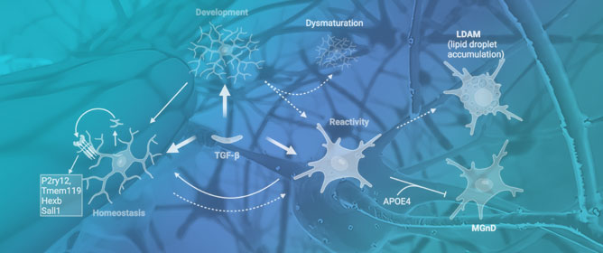 TGF-&beta; Signaling in Microglia: A Key Regulator of Development, Homeostasis and Reactivity