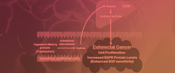 The Effects of Indoxyl Sulfate in the Exacerbation of Colorectal Cancer During the Progression of Chronic Kidney Disease