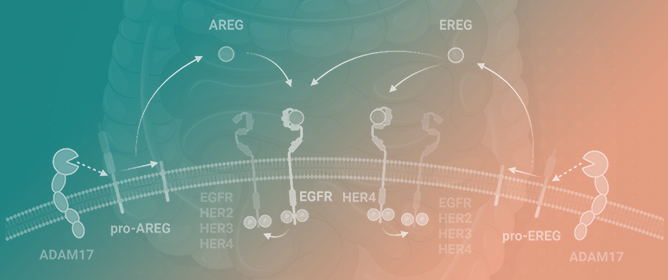 Epiregulin and Amphiregulin as Biomarkers and Therapeutic Targets in Colorectal Cancer