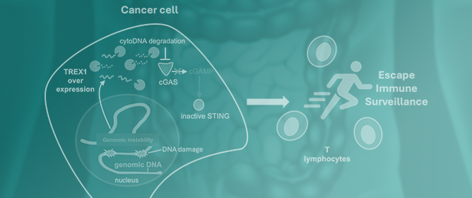 Cancer Immunotherapy: Targeting TREX1 Has the Potential to Unleash the Host Immunity against Cancer Cells