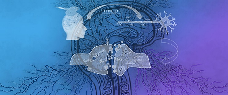 Transcranial Magnetic Stimulation (TMS): Brain Plasticity and Pathways