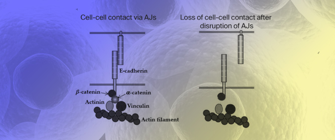 Loss of Cell-Cell Contact Inhibits Cellular Differentiation of &alpha;-Catenin Knock Out P19 Embryonal Carcinoma Cells and Their Colonization into the Developing Mouse Embryos