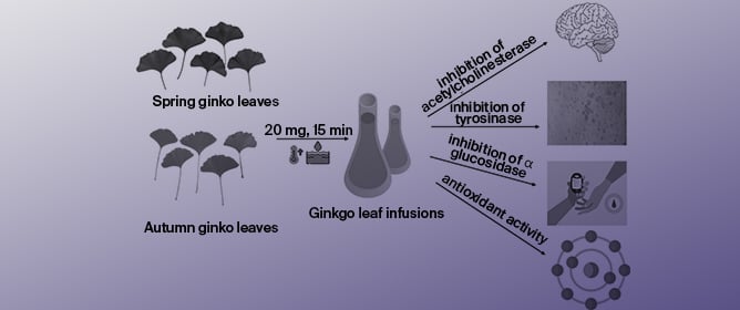 Neuroprotective, Anti-Hyperpigmentation, and Anti-Diabetic Effects and Bioaccessibility of Flavonoids in Ginkgo Leaf Infusions from Green and Yellow Leaves