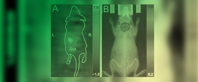 A Comparison of the Sensitivity and Cellular Detection Capabilities of Magnetic Particle Imaging and Bioluminescence Imaging