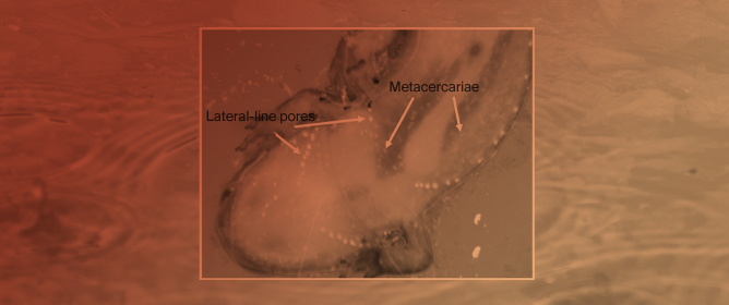 Effect of Trematode Metacercarial Infection on Walking in Larval Salamanders in the Southern Appalachian Mountains, USA