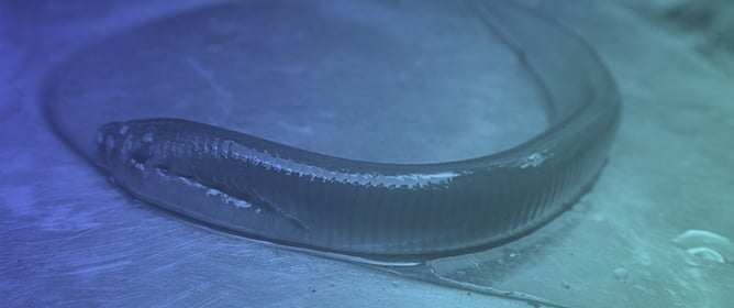 Larval Pacific Lamprey Resiliency to Climate Warming