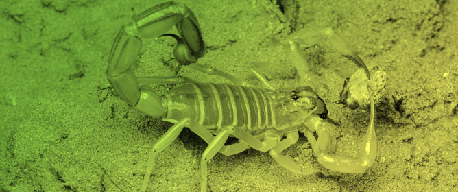 New Cases of Teratology, Albinism, Abnormal Pigmentation, Gynandromorphism, and Injury Healing in Scorpions (Arachnida: Scorpiones)