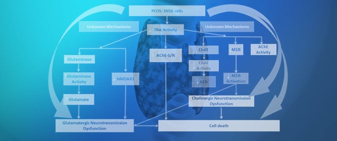 T3 Neuroprotection Against Perfluorooctane Sulfonic Acid Cholinergic and Glutamatergic Disruption and Neurodegeneration