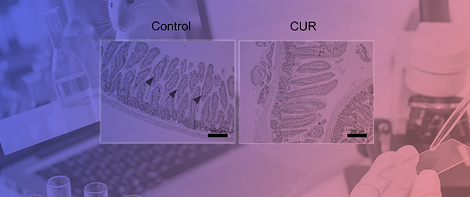 Curcumin Improves Gut Health and Metabolism in Obese, Aged Mice