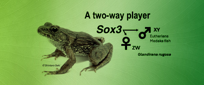 Disruption of Sex-Linked <em>Sox3</em> Causes ZW Male Sex-Reversal in the Japanese Frog <em>Glandirana rugosa</em>