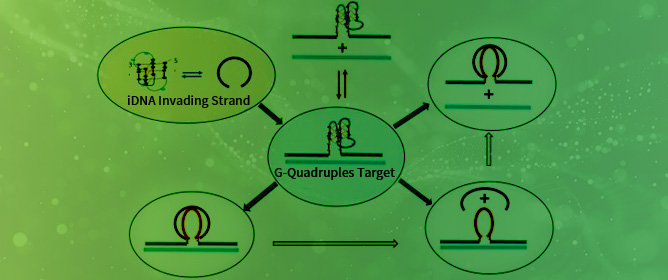 Higher-Order DNA Secondary Structures and Their Transformations: The Hidden Complexities of Tetrad and Quadruplex DNA Structures, Complexes, and Modulatory Interactions Induced by Strand Invasion Events