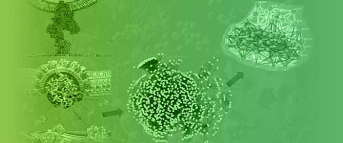 Interactomic Analyses and a Reverse Engineering Study Identify Specific Functional Activities of One-to-One Interactions of the S1 Subunit of the SARS-CoV-2 Spike Protein with the Human Proteome