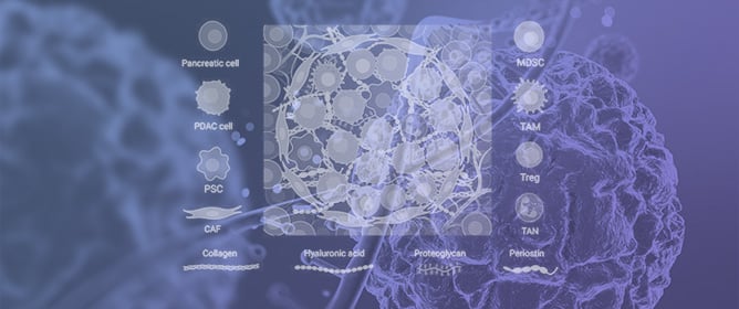 Precision Targeting Strategies in Pancreatic Cancer: The Role of Tumor Microenvironment