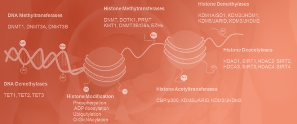 Key Epigenetic Players in Etiology and Novel Combinatorial Therapies for Treatment of Hepatocellular Carcinoma