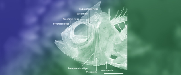 A Unique and Species-Rich Assemblage of Freshwater Glassfishes (Teleostei: Ambassidae: <em>Dapalis</em>) from the lower Oligocene of the Central Paratethys with the Description of Four New Species