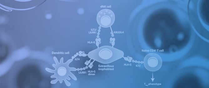 Alloimmune Causes of Recurrent Pregnancy Loss: Cellular Mechanisms and Overview of Therapeutic Approaches