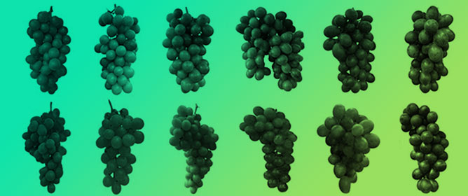 Exogenous Application of 1-Aminocyclopropane-1-carboxylic Acid as a New Strategy to Trigger the Color Development of Table Grapes Grown in Subtropics