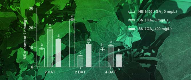 Gibberellin Treatment Accelerates Starch Decomposition and Seed Germination in Sticky Nightshade (<em>Solanum sisymbriifolium</em> Lam.)