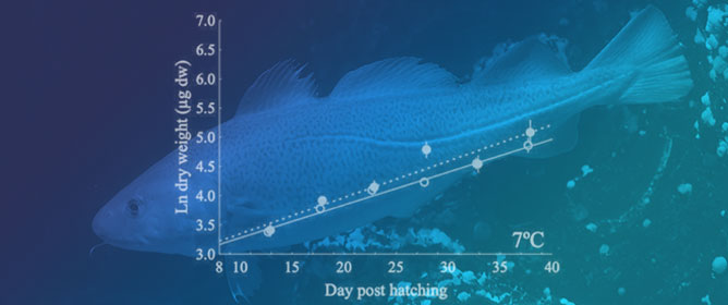 Growth Rates and Specific Aminoacyl-tRNA Synthetases Activities in Clupea harengus Larvae