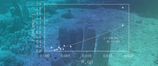 Growth, Filtration and Respiration Under Superfluous Feeding in Single-Osculum Halichondria panicea Sponges