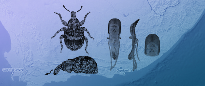 A Taxonomic Revision of the South African Genus <em>Plastologus</em> Schoenherr, 1842 (Coleoptera, Curculionidae, Cyclominae)