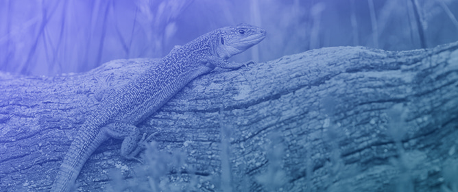 Prime Basking Sites and Communal Basking in the Lizard, <em>Lacerta bilineata</em>; High Risk for Juveniles?