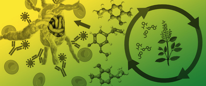 <em>Ocimum sanctum</em> Anti-Filarial Mechanisms via HRAMS Proteomics: Implications for Phytodrug Design