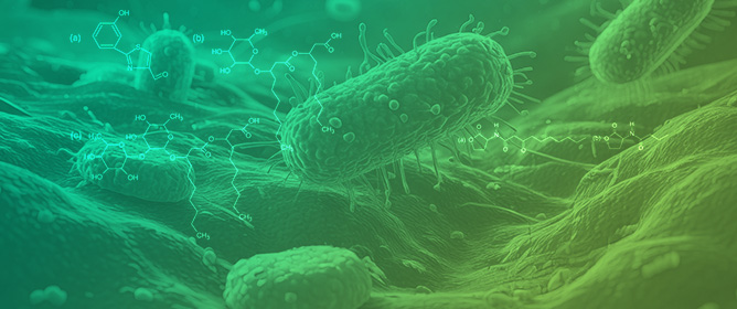 <em>Pseudomonas aeruginosa</em>: A Bacterial Platform for Biopharmaceutical Production