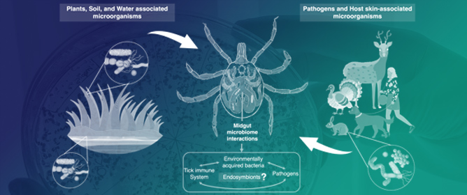 The &ldquo;Other Bacterial Players&rdquo; in Tick Biocontrol