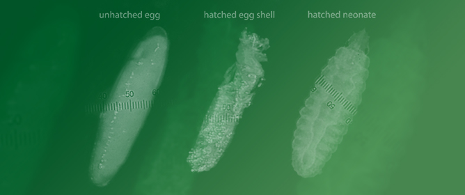 Larval Substrates Impact Black Soldier Fly Size, Egg Production, and Hatch Rates