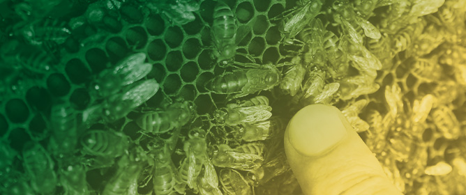 FreezeBee: An Antibiotic-Free Freezing Protocol for Drone Semen