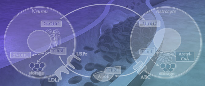 The Cross-Talk Between the Peripheral and Brain Cholesterol Metabolisms