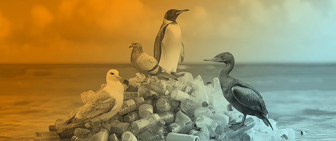 Birds as Bioindicators: Revealing the Widespread Impact of Microplastics