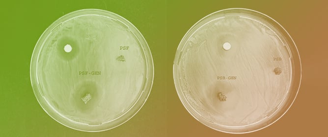 Antimicrobial Activity of Oil-Based Biocomposites Loaded with Gentamicin Synthesized via Inverse Vulcanization