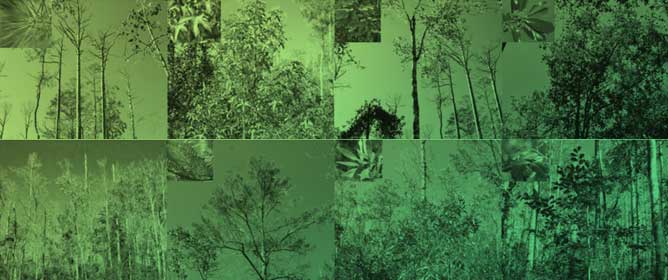 Hydrologic Perturbation Is a Key Driver of Tree Mortality in Bottomland Hardwood Wetland Forests of North Carolina, USA