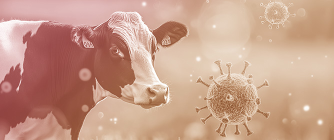 Detection of Bovine Respiratory Syncytial Virus in Cattle: A Systematic Review and Meta-Analysis