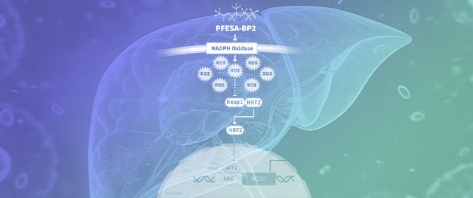 Dose-Dependent PFESA-BP2 Exposure Increases Risk of Liver Cancer